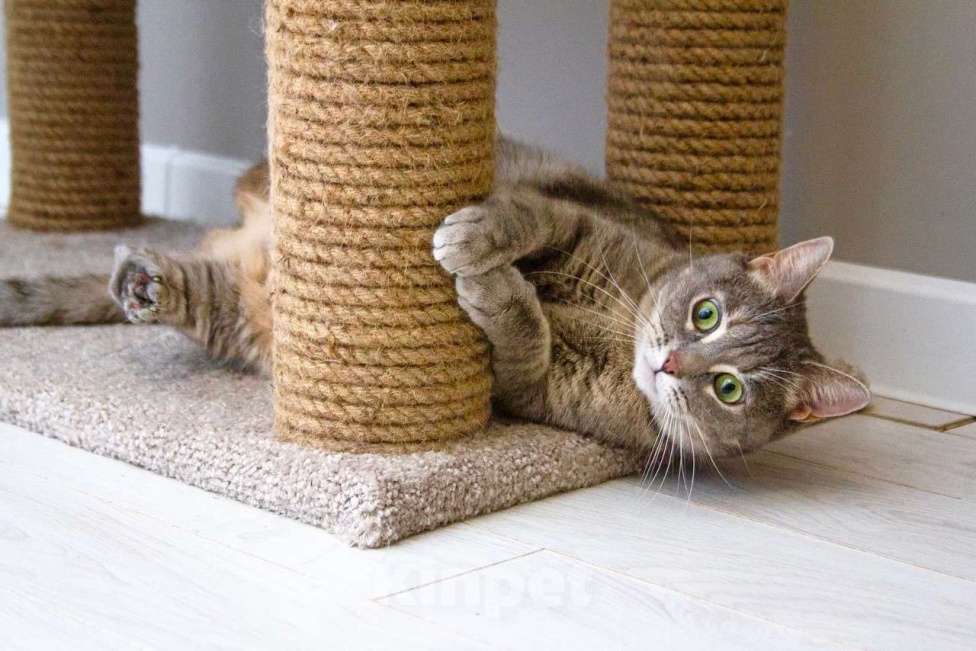 Кошки в Москве: Варя - не кошка, а мечта. В добрые руки  Девочка, Бесплатно - фото 8