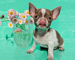 Собаки в Ногинске: Бело лиловая девочка Чихуахуа Девочка, 40 000 руб. - фото 2