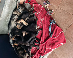 Собаки в Щелково: Щенок немецкой овчарки рабочего разведения  Мальчик, 50 000 руб. - фото 4