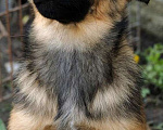 Собаки в Москве: Пушистый рыжий коротколапый щенок Барсик в добрые руки Мальчик, 1 руб. - фото 1