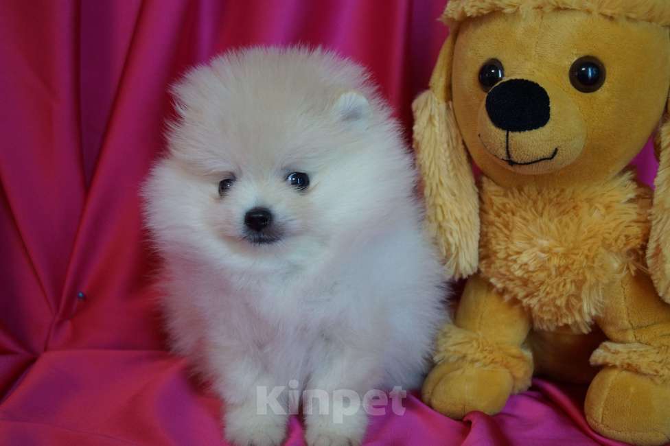 Собаки в Москве: Мини мальчик- померанский шпиц Мальчик, 25 000 руб. - фото 2