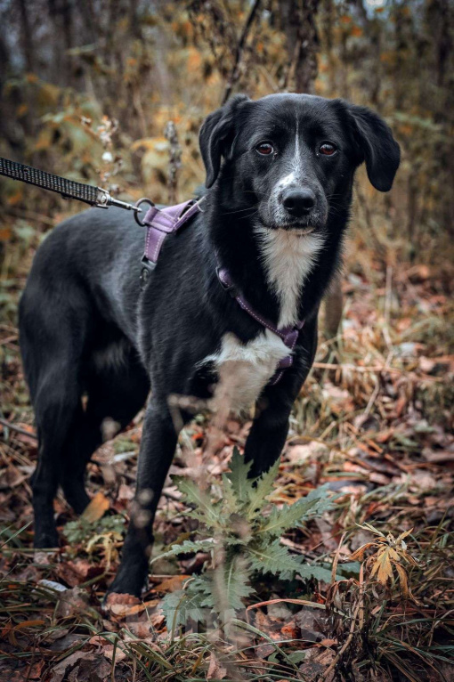 Собаки в Москве: Дуня Девочка, Бесплатно - фото 7