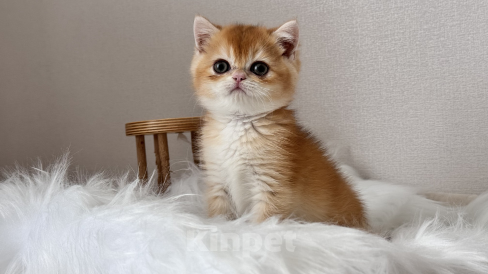 Кошки в Калининграде: Британская золотая шиншилла. Котята Мальчик, 60 000 руб. - фото 2