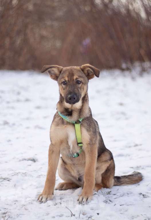 Собаки в Москве: Скромный Старк в поисках заботливой семьи Мальчик, Бесплатно - фото 1