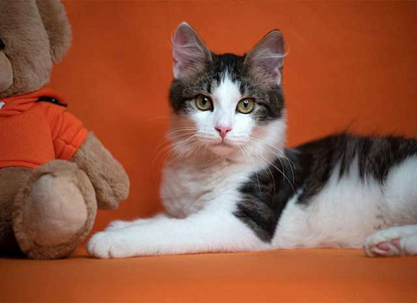 Объявление: Чудо-мальчик Бемби, нежный, ласковый котенок-подросток в добрые руки, 10 руб., Москва