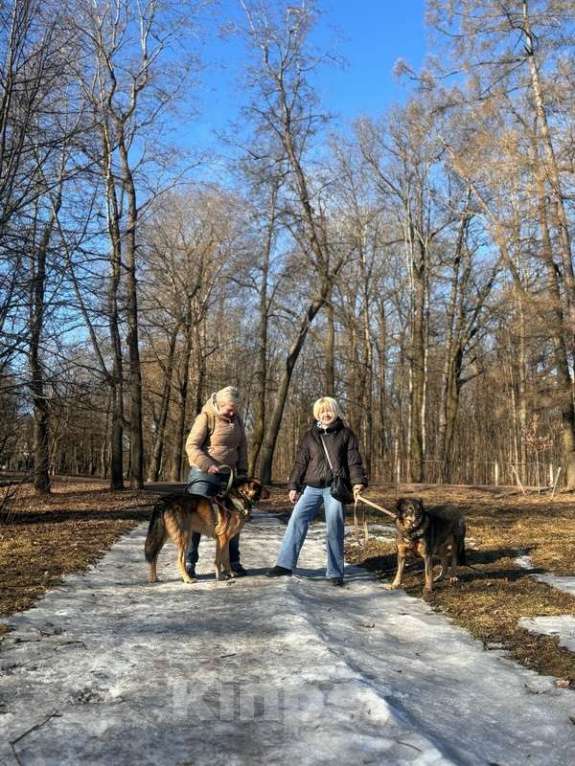 Собаки в Санкт-Петербурге: Верные и преданые товарищи-собаки ищут дом Разнополые, Бесплатно - фото 8