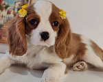 Собаки в других городах Московской области: Кавалер Кинг Чарльз спаниель, мальчик Мальчик, 60 000 руб. - фото 9
