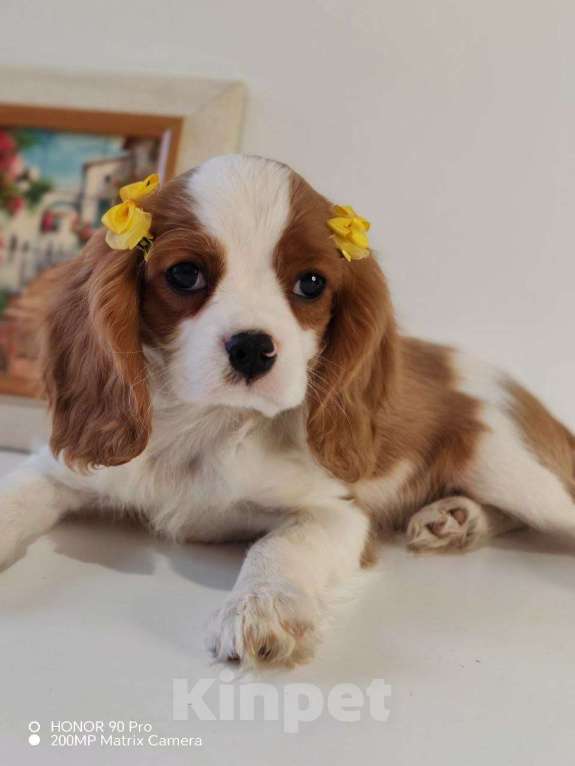 Собаки в других городах Московской области: Кавалер Кинг Чарльз спаниель, мальчик Мальчик, 60 000 руб. - фото 9