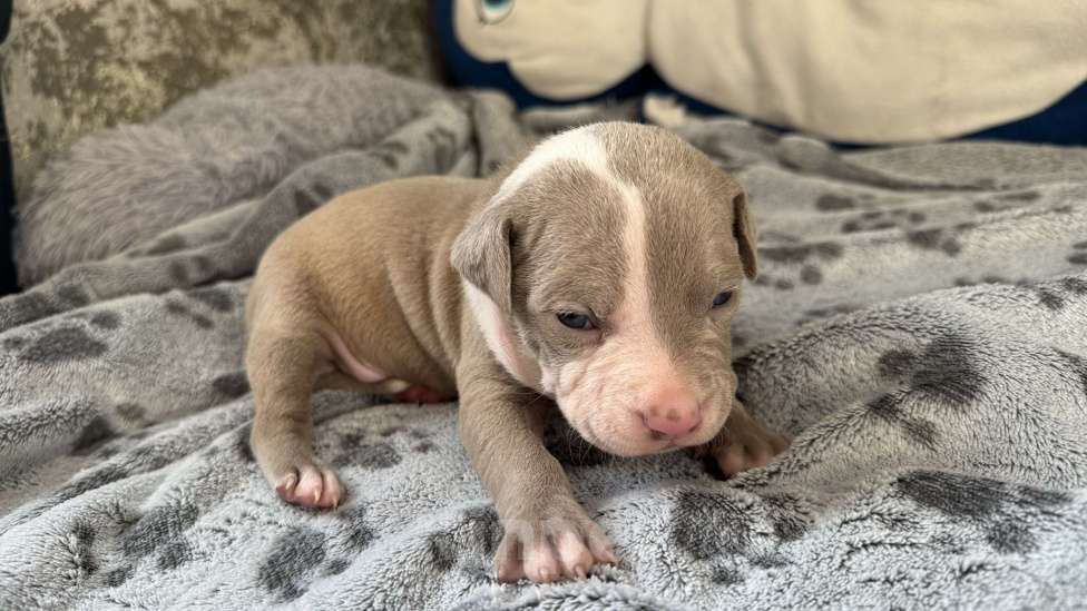 Собаки в Санкт-Петербурге: Мальчик пирожок Мальчик, 40 000 руб. - фото 8