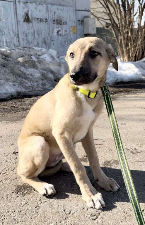 Собаки в Москве: Герда в добрые руки Девочка, Бесплатно - фото 3