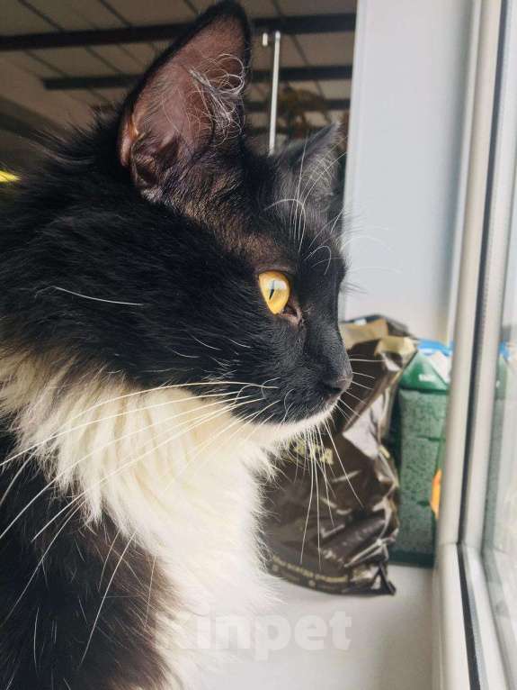 Кошки в Санкт-Петербурге: пропал кот Мальчик, Бесплатно - фото 3