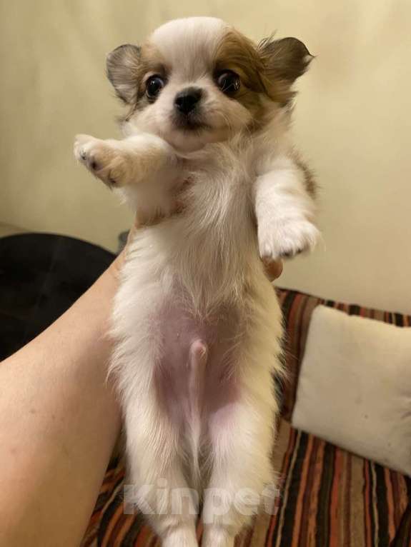 Собаки в других городах Московской области: Перспективный щенок чихуахуа Мальчик, 90 000 руб. - фото 4