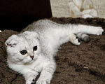 Кошки в Ростове-на-Дону: Шотландский вислоухий котенок Мальчик, 10 000 руб. - фото 2