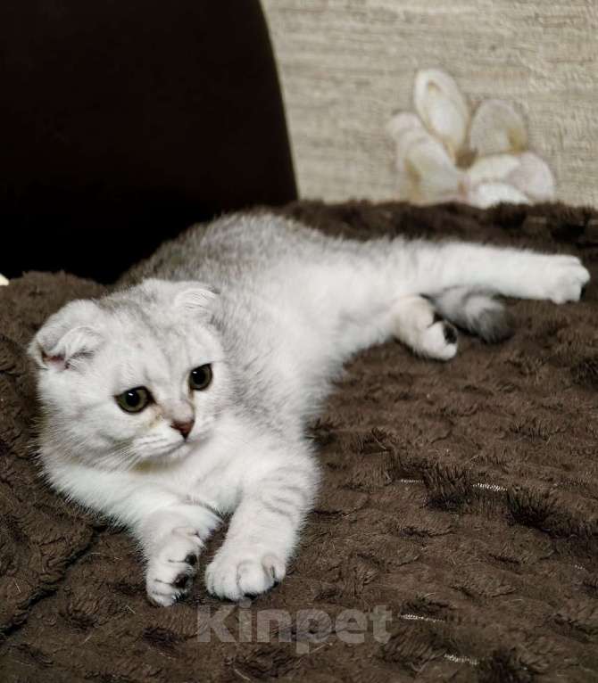 Кошки в Ростове-на-Дону: Шотландский вислоухий котенок Мальчик, 10 000 руб. - фото 2