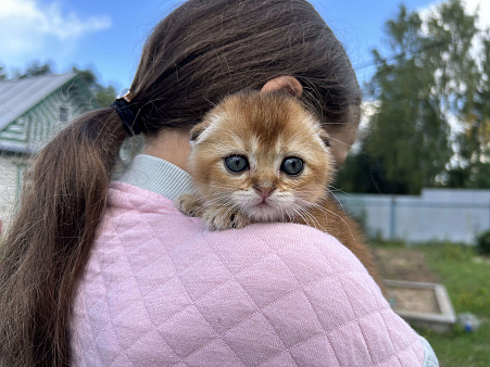 Объявление: Котики, 25 000 руб., Москва