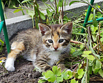 Кошки в Москве: Котята ищут дом Девочка, Бесплатно - фото 3