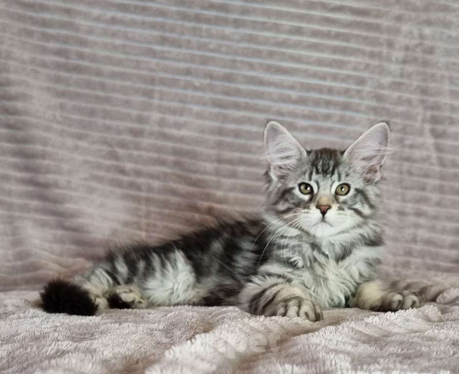 Кошки в Москве: Мальчик мраморного окраса Мальчик, 60 000 руб. - фото 3