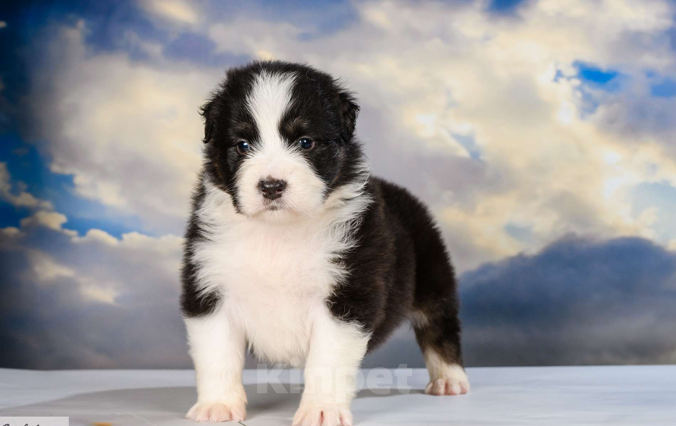 Собаки в Звенигороде: Щенки австралийской овчарки  Рождение 02.06.2025 Девочка, 60 000 руб. - фото 6