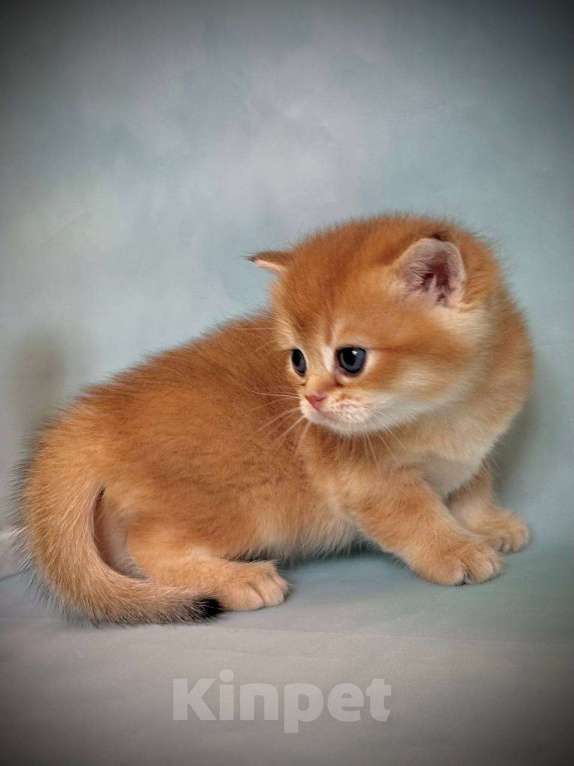 Кошки в Калуге: Британская золотая шиншилла Мальчик, 45 000 руб. - фото 2