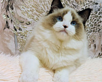 Кошки в Воронеже: Мальчик рэгдолл окрас биколор Мальчик, 50 000 руб. - фото 4