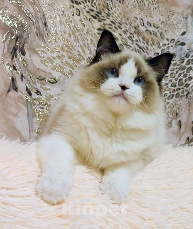 Кошки в Воронеже: Мальчик рэгдолл окрас биколор Мальчик, 50 000 руб. - фото 4