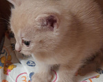 Кошки в Ижевске: Котята в добрые руки Мальчик, 10 руб. - фото 2
