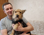 Собаки в Москве: Метис йорка и корги ищет дом. Мальчик, Бесплатно - фото 3