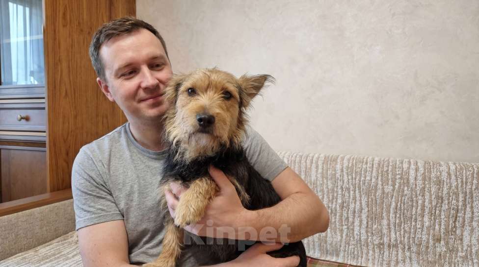 Собаки в Москве: Метис йорка и корги ищет дом. Мальчик, Бесплатно - фото 3