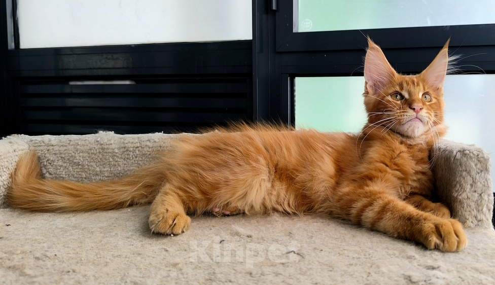 Кошки в других городах Ленинградской области: Котенок мейн-кун Мальчик, 65 000 руб. - фото 2