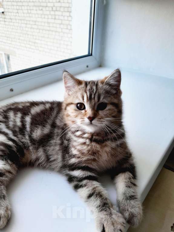 Кошки в Ставрополе: Кот шотландский подросток Мальчик, 10 000 руб. - фото 7