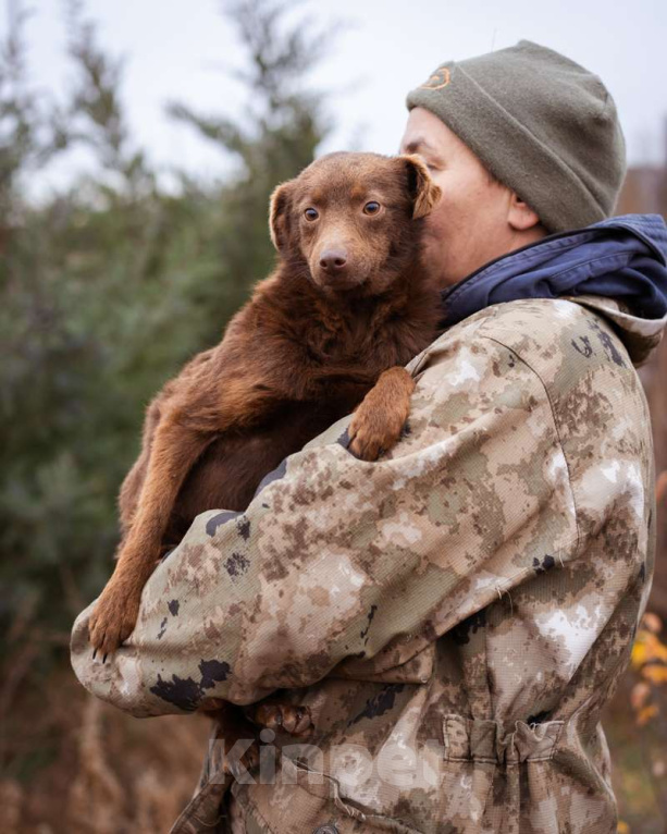 Собаки в Москве: Маленькая собачка в добрые руки Девочка, Бесплатно - фото 3