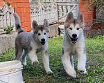 Собаки в Павловске: Щенки Аляскинского маламута Мальчик, 35 000 руб. - фото 5