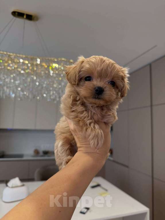 Собаки в Санкт-Петербурге: Мальтипу ,щенок Мальчик, 180 000 руб. - фото 8