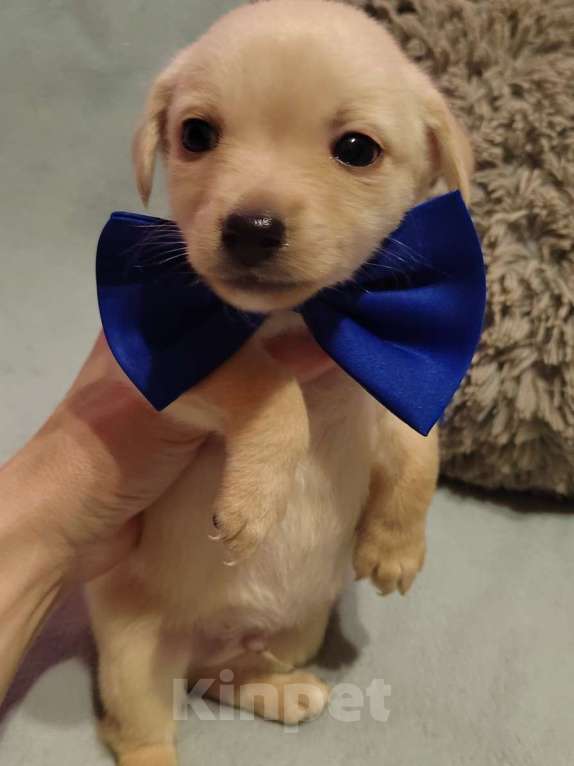 Собаки в Екатеринбурге: Малыши русского тоя Мальчик, 20 000 руб. - фото 3