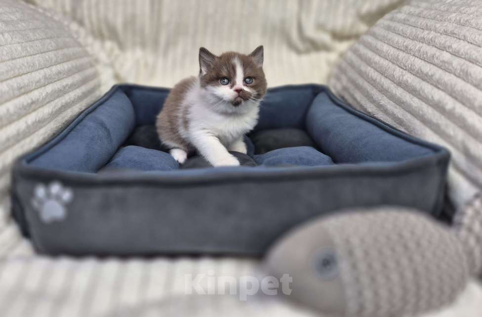 Кошки в Москве: Британский котенок Мальчик, 20 000 руб. - фото 1