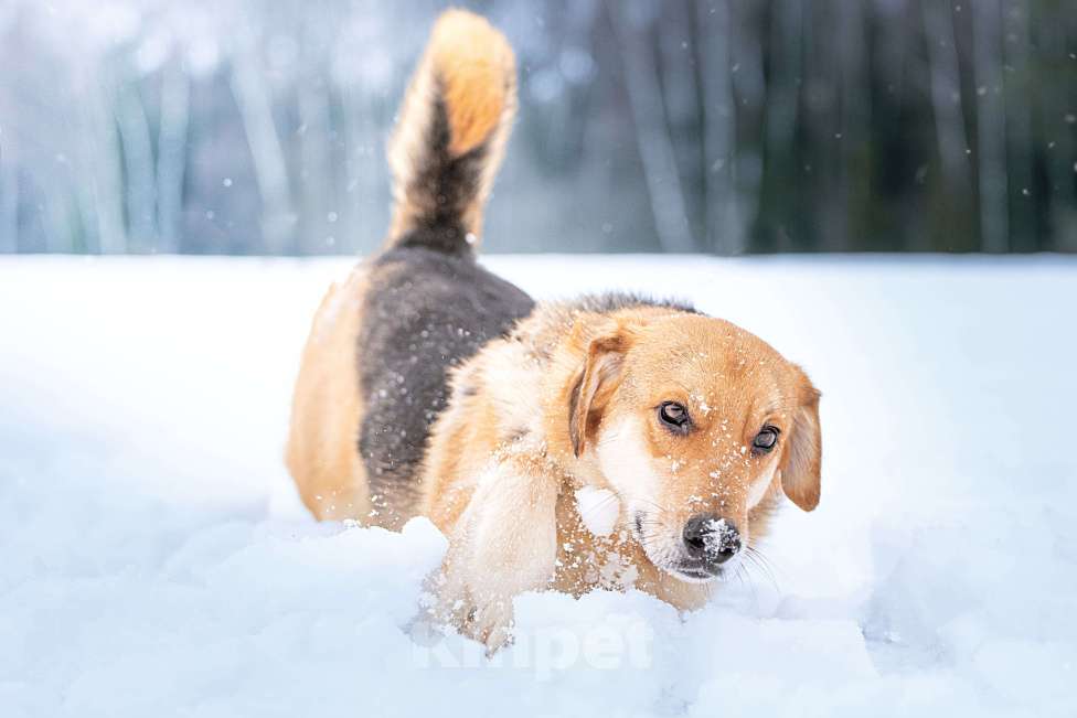 Собаки в Клине: Рэй - резвый пёсик Мальчик, Бесплатно - фото 8