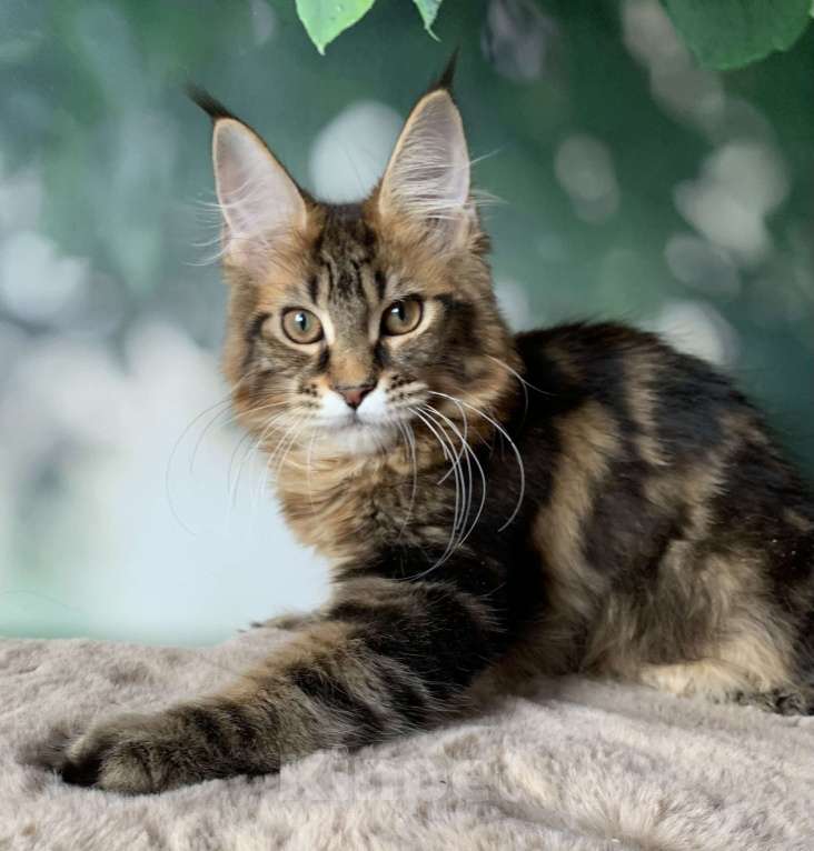 Кошки в Санкт-Петербурге: Кошечка мейн кун с полным пакетом документов. Девочка, 20 000 руб. - фото 3