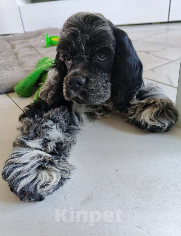 Собаки в Чапаевске: ЩЕНКИ АМЕРИКАНСКОГО КОКЕР-СПАНИЕЛЯ 🐶✨ Мальчик, 50 000 руб. - фото 3