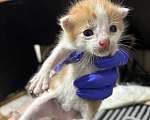 Кошки в Санкт-Петербурге: Котята в добрые руки Мальчик, Бесплатно - фото 4