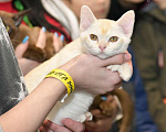 Кошки в Ростове-на-Дону: Котенок европейской Бурмы Мальчик, 65 000 руб. - фото 2