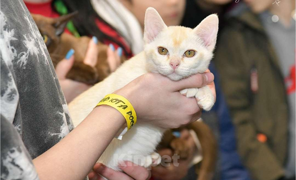 Кошки в Ростове-на-Дону: Котенок европейской Бурмы Мальчик, 65 000 руб. - фото 2
