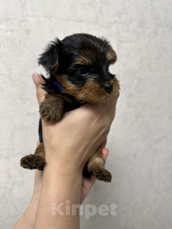 Собаки в Новосибирске: Мини мальчик Мальчик, 40 000 руб. - фото 2