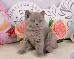 Кошки в Санкт-Петербурге: Британский лиловый котик (ген.тиккирован) Мальчик, 37 000 руб. - фото 4