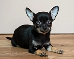 Собаки в Богдане: Щенки чихуахуа Мальчик, 25 000 руб. - фото 2