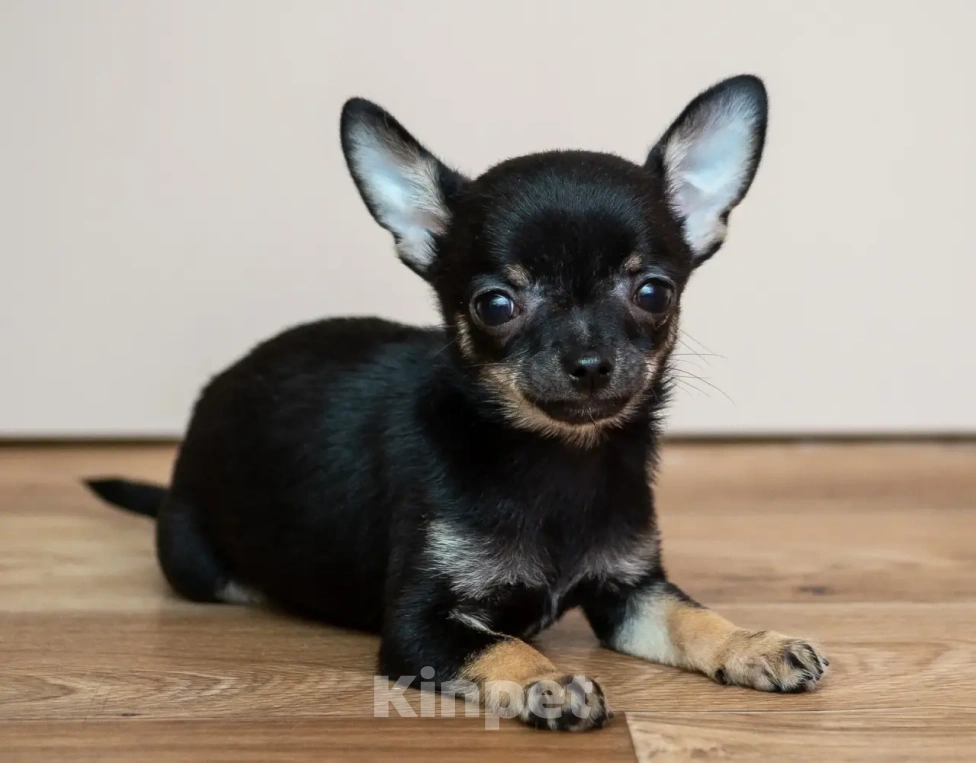 Собаки в Богдане: Щенки чихуахуа Мальчик, 25 000 руб. - фото 2