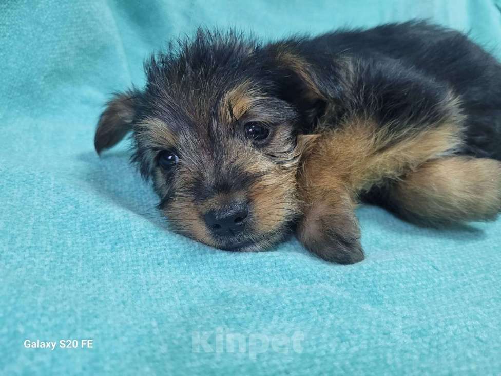 Собаки в Москве: Маленький щенок из приюта в добрые руки Девочка, Бесплатно - фото 2