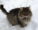 Кошки в Барнауле: СПАСИТЕ КОТА!!!  Мальчик, Бесплатно - фото 1