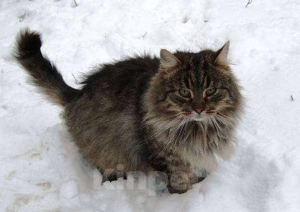 Кошки в Барнауле: СПАСИТЕ КОТА!!!  Мальчик, Бесплатно - фото 1