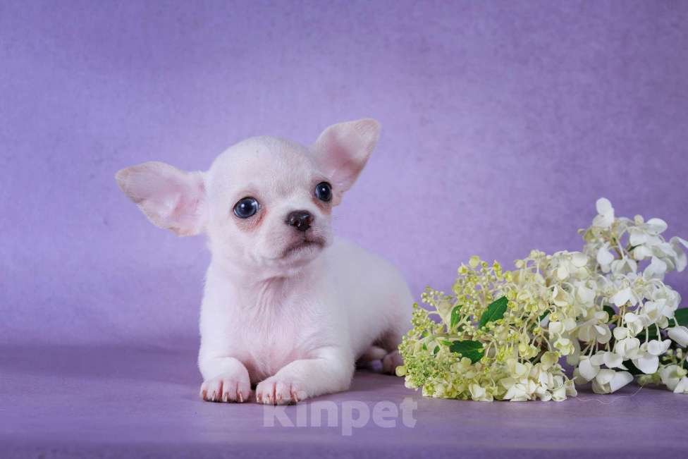 Собаки в Москве: Белоснежка Девочка, 55 000 руб. - фото 4