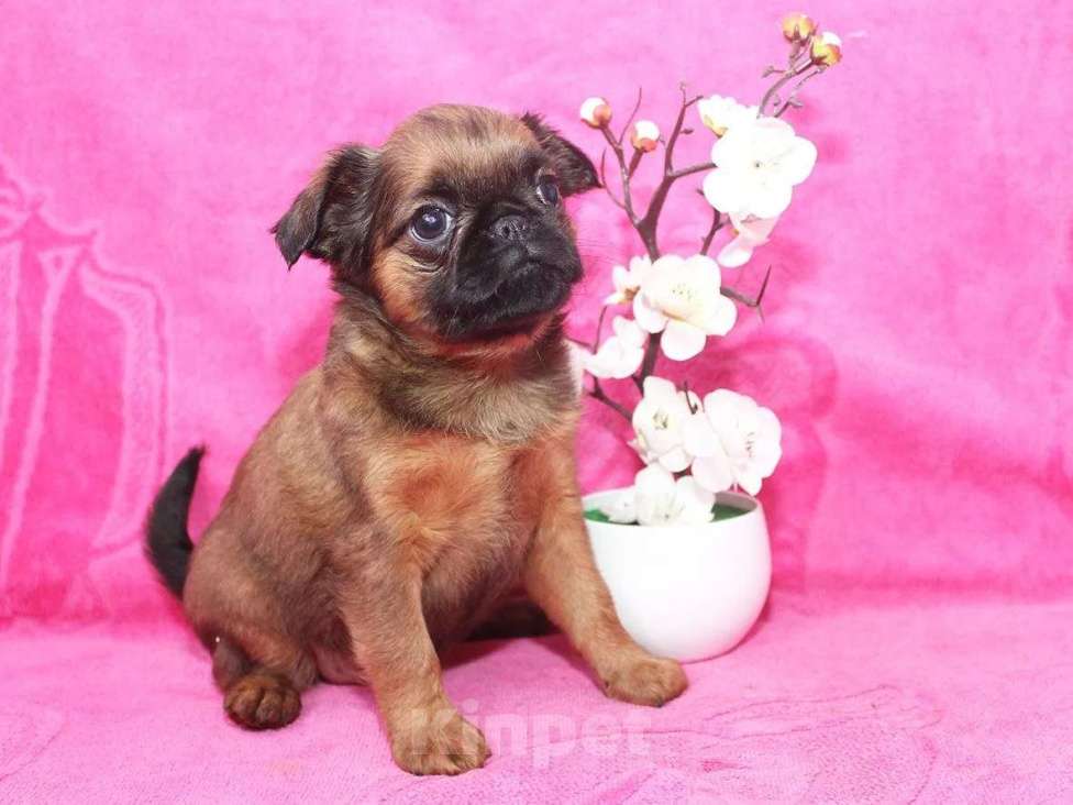 Собаки в Санкт-Петербурге: Шалунья Девочка, 80 000 руб. - фото 4